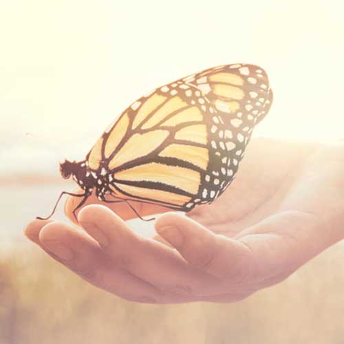 respect butterfly